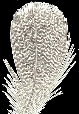 羽毛水彩装饰图