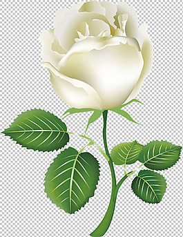 手绘写实绿叶白玫瑰免抠png透明图层素材