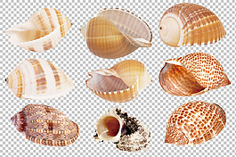 9种颜色形状各异的海螺免抠png透明素材