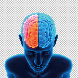 大脑解剖素描图片
