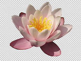 绯红色荷花睡莲免抠png透明图层素材