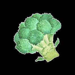 手绘西兰花图片 手绘西兰花素材 手绘西兰花模板免费下载 六图网