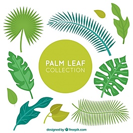 美丽的棕榈叶收藏