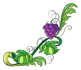 葡萄果实