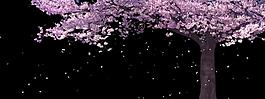 樱花树花瓣飘飞全息素材高端婚礼