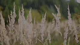 实拍雨水下的野草视频素材