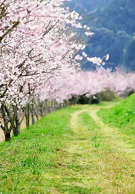 山间樱花背景
