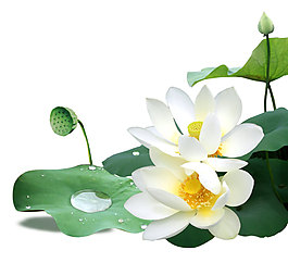 荷叶荷花png元素素材