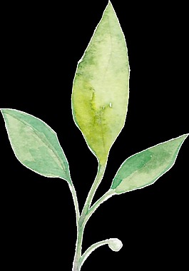 树枝透明装饰素材