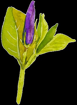 紫色手绘花朵水彩透明素材