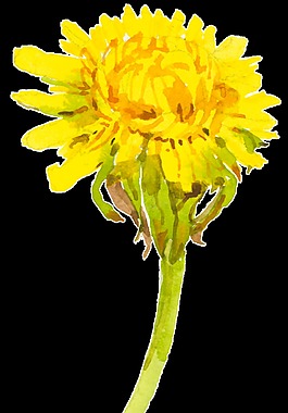 黄色卡通菊花水彩透明素材