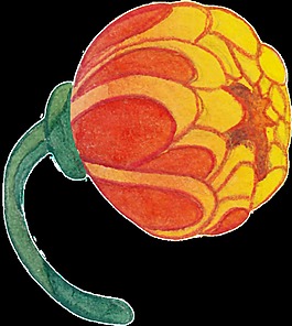 手绘花卉矢量素材