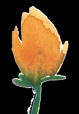 水彩郁金香素材