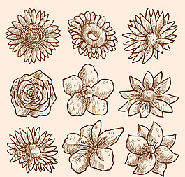 手绘花卉素描收藏