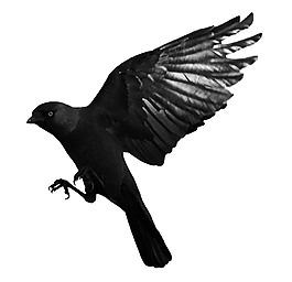 天空黑色乌鸦背景图片图片