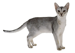 灰色毛发的猫免抠png透明素材
