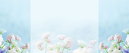 清新白色花朵banner背景素材