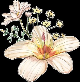 手绘百合花透明装饰图案