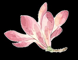 桃花透明装饰图案