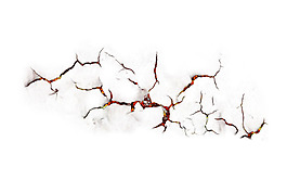 手绘棉花树枝元素