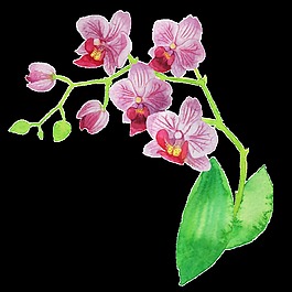 浪漫时尚花卉透明装饰素材