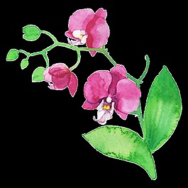春天盛开花卉透明装饰素材