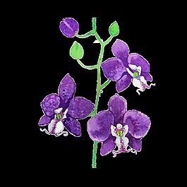 杜鹃花透明装饰素材