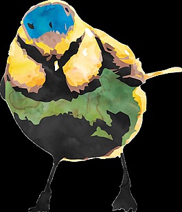 多彩小鸟透明装饰素材