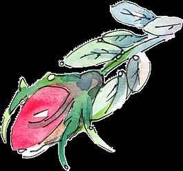 素描花卉透明装饰素材