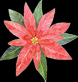 唯美花卉png透明素材