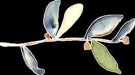 墨渍植物png透明素材