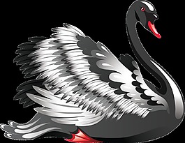 手绘黑天鹅png透明素材