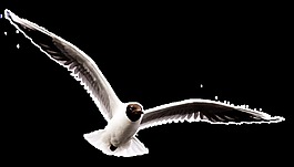 手绘大鹏展翅png透明素材