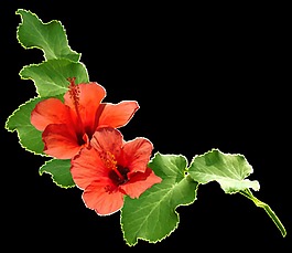 美丽两朵大红花植物png透明素材