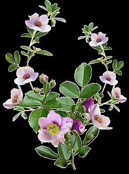 春天盛开绿叶鲜花png透明素材