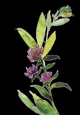 多绿树枝透明素材