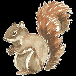 卡通可爱松鼠透明素材