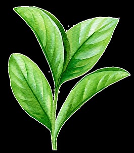 茶叶卡通透明素材