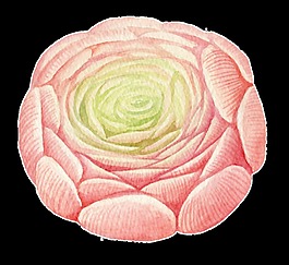 淡绿色粉色鲜花卡通透明素材