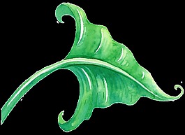 热带树叶卡通透明素材