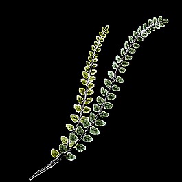 枝条树叶卡通透明素材