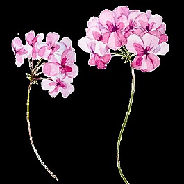 卡通鲜花透明素材卡通