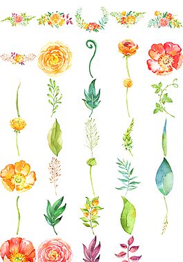 清新文艺植物插画