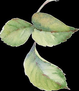 掉落绿叶卡通透明素材