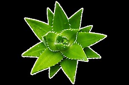 俯视图植物芦荟png透明素材