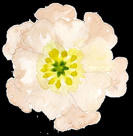嫩肉花蕾卡通透明素材