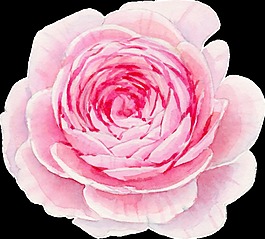 红底花叶卡通透明素材