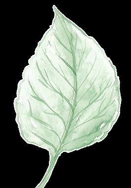 黑桃叶卡通透明素材