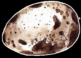 陨石蛋卡通透明素材