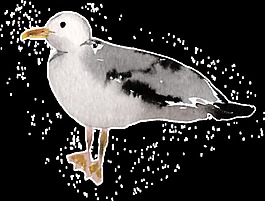 黑墨小鸟卡通透明素材